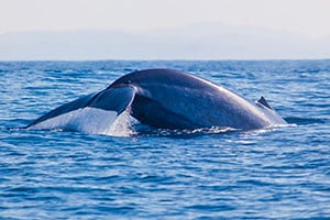 Een walvis in de wateren bij Mirissa