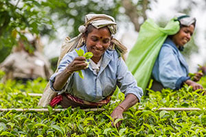 Theepluksters aan het werk in een theeplantage bij Nuwara Eliya