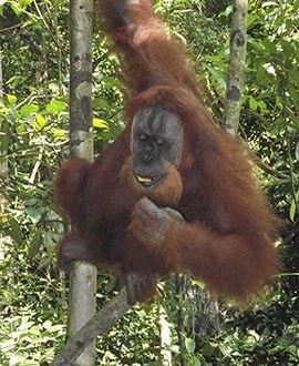Sumatra