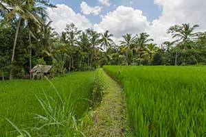 Ubud - rijstvelden