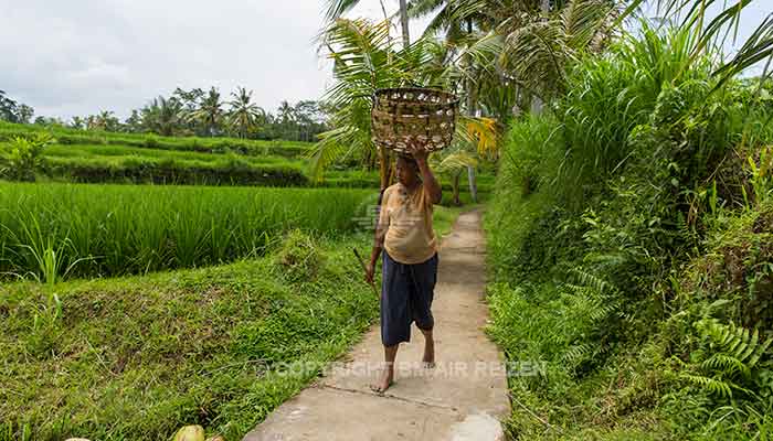 Ubud rijstterrassen