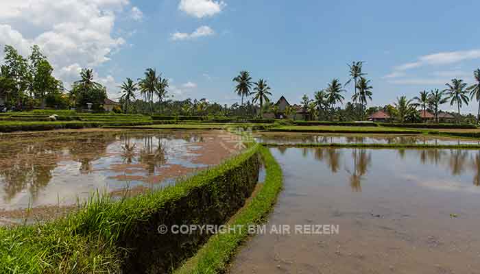 Ubud rijstterrassen