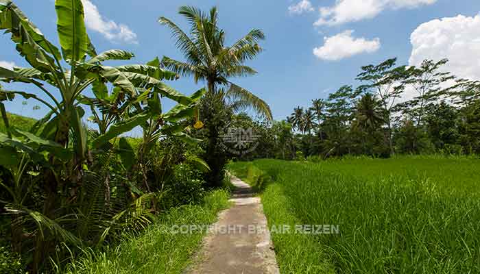 Ubud rijstterrassen