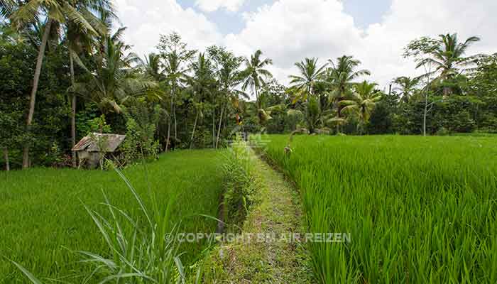 Ubud rijstterrassen