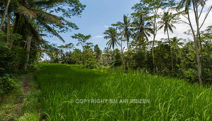 Ubud rijstterrassen