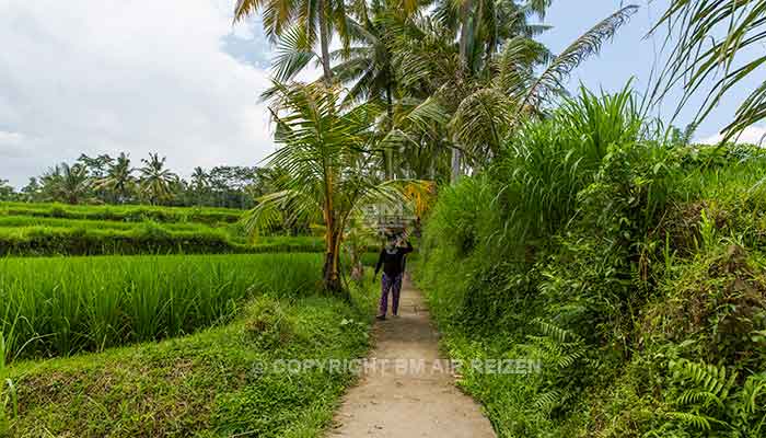 Ubud algemeen
