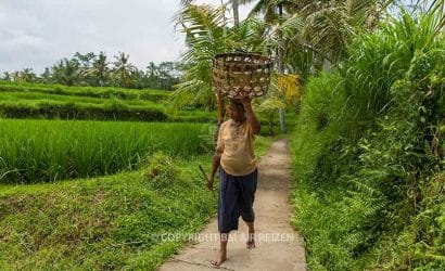 Bali Nature Tour - rijstvelden