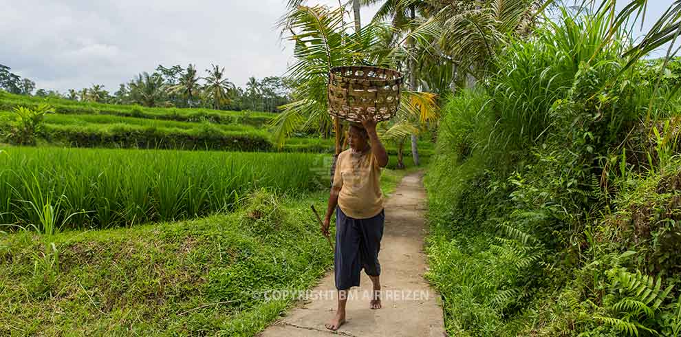 Bali Nature Tour - rijstvelden