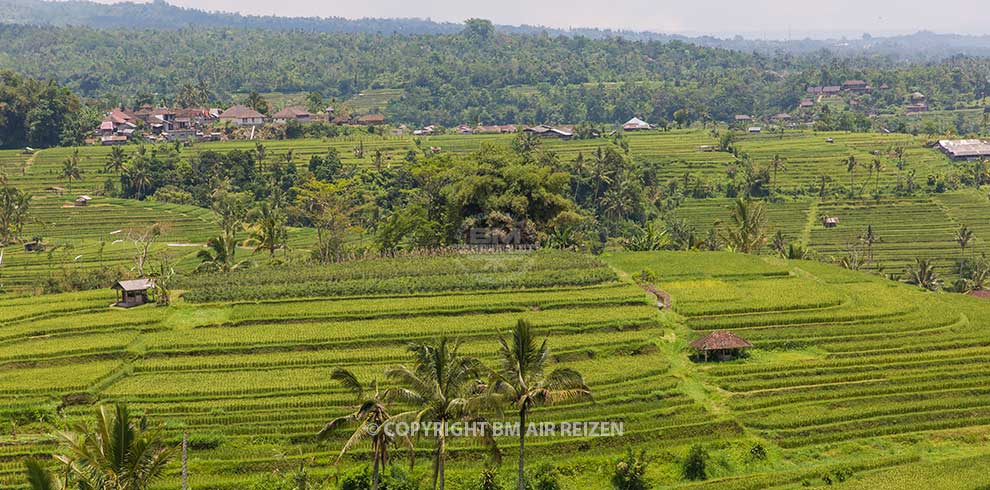 Bali - Jatiluwih rijstterrassen