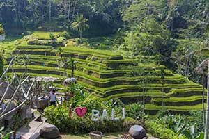 Ubud - Tegalalang rijstterrassen