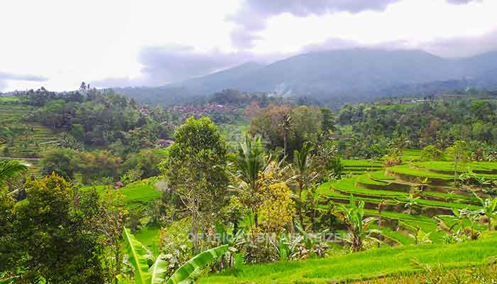 Ubud - jatiluwih rijstterrassen