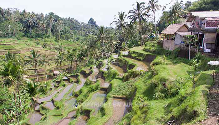 Ubud - rijstterrassen