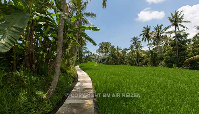 Ubud - rijstterrassen