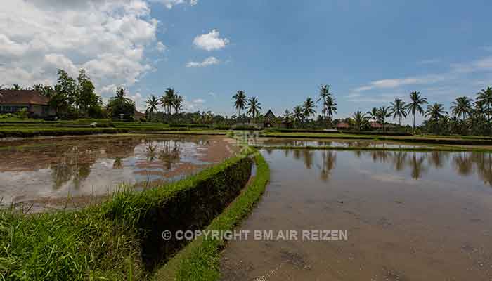 Ubud - rijstterrassen