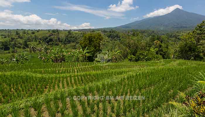 Ubud - jatiluwih rijstterrassen