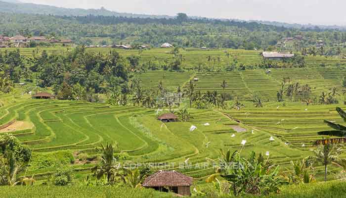 Ubud - jatiluwih rijstterrassen