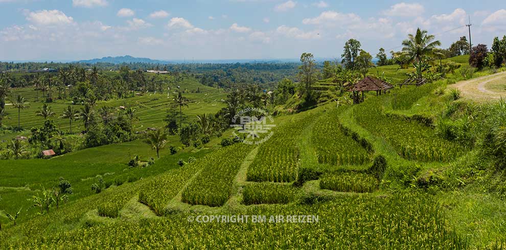 Bali - Jatiluwih rijstterrassen