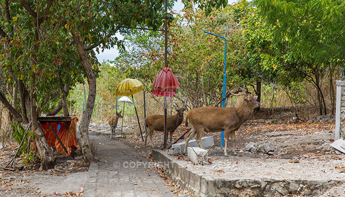 Mengjangan island