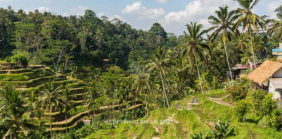 Ubud - Tegalalang rijstterrassen