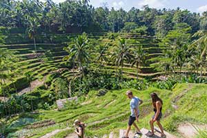 Ubud - Tegalalang rijstterrassen