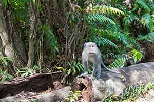 Bali Barat National Park