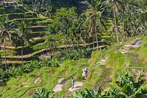 Ubud - Tegalalang rijstterrassen