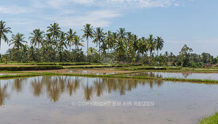 Ubud - Rice paddy wandeltocht