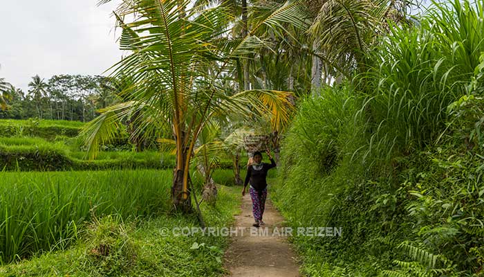 Ubud - Rice paddy wandeltocht