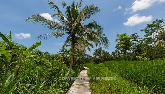 Ubud - Rice paddy wandeltocht