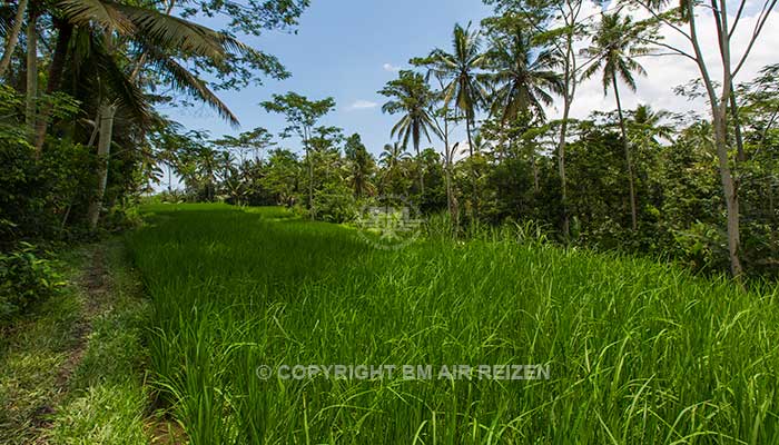 Ubud - Rice paddy wandeltocht