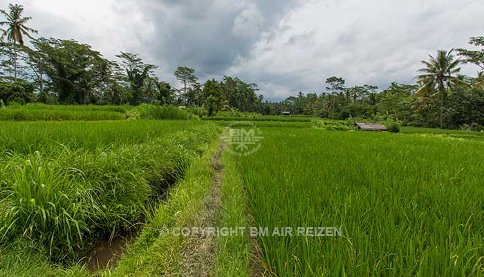 Ubud - Rice paddy wandeltocht