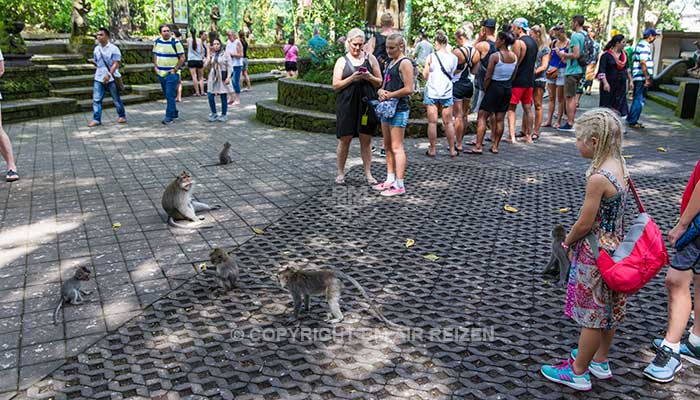 Ubud monkey forest