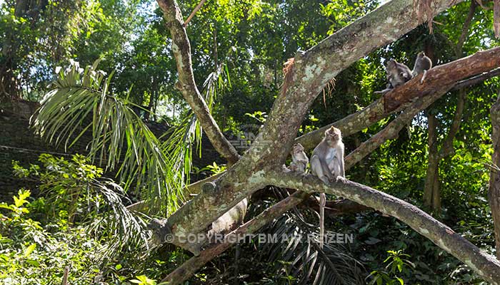 Ubud monkey forest