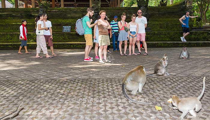 Ubud monkey forest