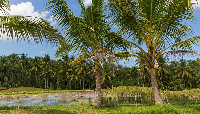 Ubud - Fietstour