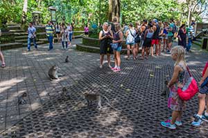 Ubud - Monkey Forest