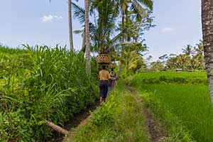 Ubud - rijstvelden