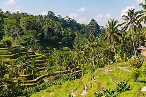 Ubud - Tegalalang rijstterrassen
