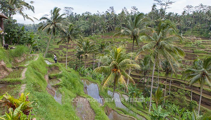 Ubud - Jatiluwih rijstterrassen