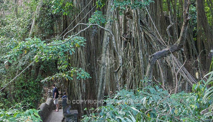 Ubud - Apenbos