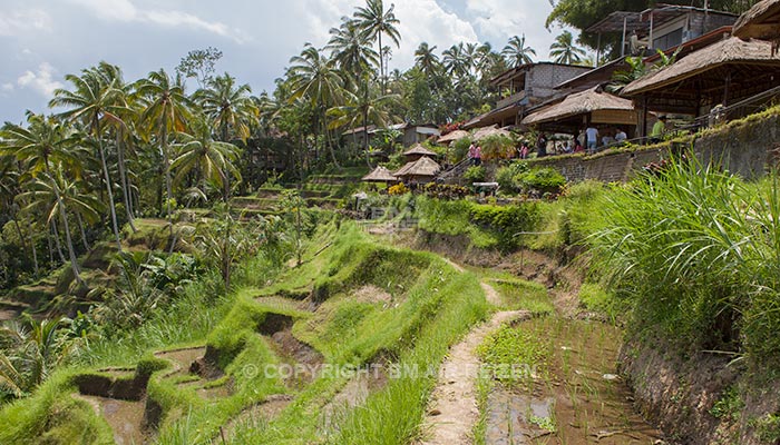 Ubud - Jatiluwih rijstterrassen