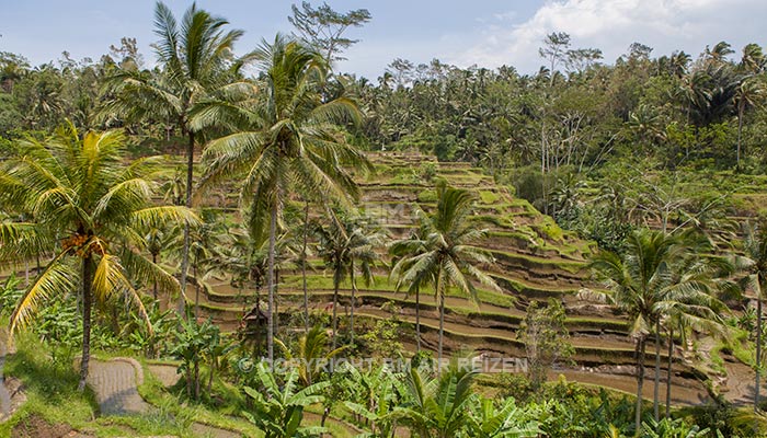 Ubud - Jatiluwih rijstterrassen