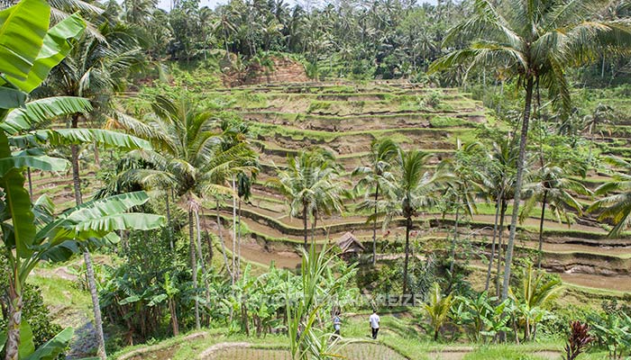 Ubud - Jatiluwih rijstterrassen