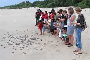 Ujung Genteng - schildpadden