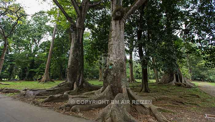 Bogor - Kebun Raya bogor