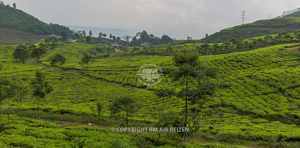 Puncak Pass - theeplantages