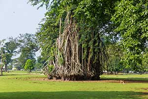 Bogor - Kebun Raya Bogor