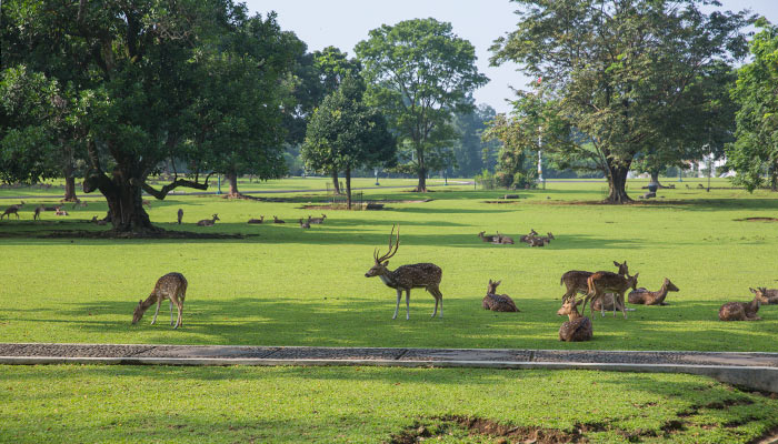 Bogor - Botanische tuin