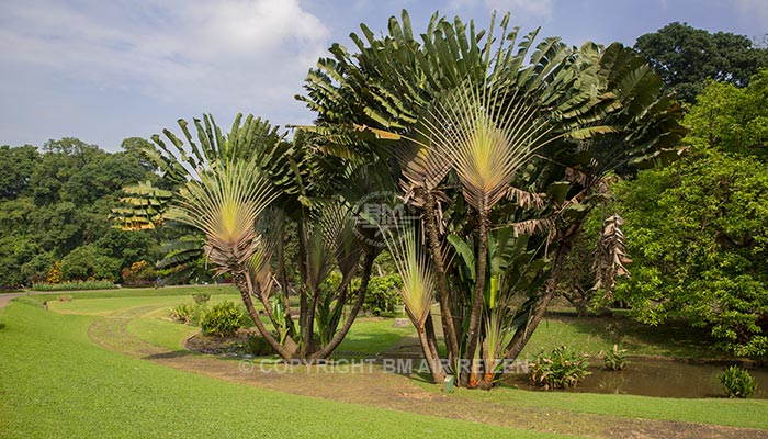 Bogor - Botanische tuin