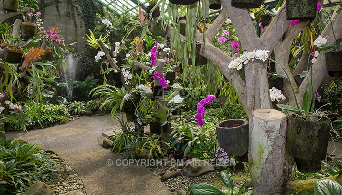 Bogor - Botanische tuin